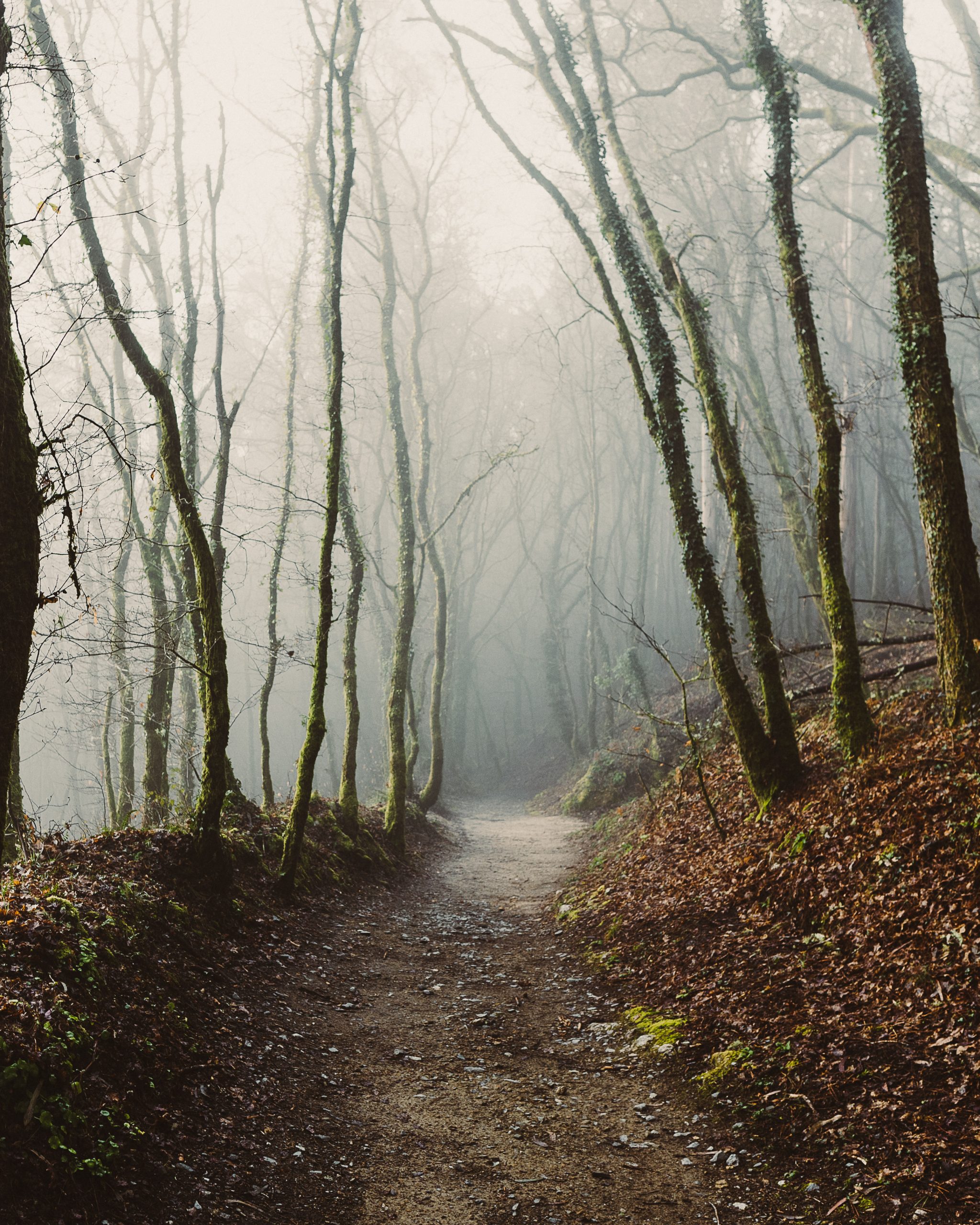 First read Thoreau, then do Thoreau shit (How I ended up in the woods)