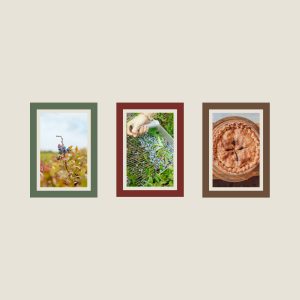 ABUNDANCE | Set of 3 Cards